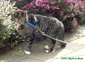 Domino out for a walk