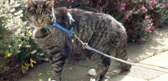 Success Story – Domino Cat ‘Comes Back’  Again
