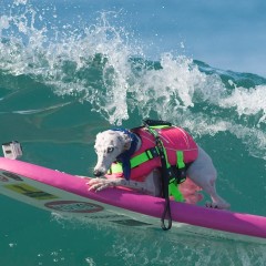 SURF DOGS – Surf City Competition Huntington Beach CA