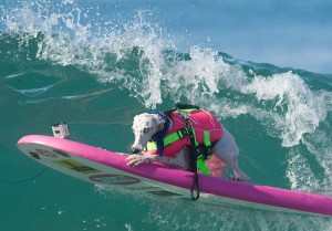 Beans, a whippet owned by Jen Havens, sports a fashionable pink vest with matching surfboard as she competes in the Surf City Surf Dog contest on Sunday.The deaf canine deaf loves the water. Havens said her dog would swim out to surfers and jump on their boards forcing Havens to learn to surf so she could accompany Beans. ///ADDITIONAL INFO: - Photo by MINDY SCHAUER, THE ORANGE COUNTY REGISTER -  shot: 092715 surfdogs.0927