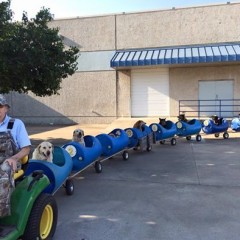 Man Makes World A Better Place With Train He Built For  Abandoned Stray Pups