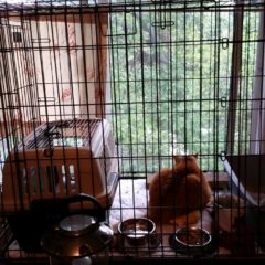 Transitioning Outdoor Cat to Indoor Cat – Story of Ornji