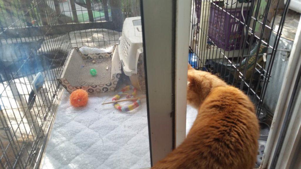 ornjy cat stepping out into his new indoor outdoor extension as new indoor dat