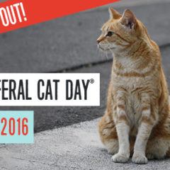 NATIONAL FERAL CAT DAY – Celebrate and Help -FREE Poster