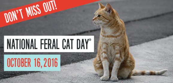 NATIONAL FERAL CAT DAY – Celebrate and Help -FREE Poster