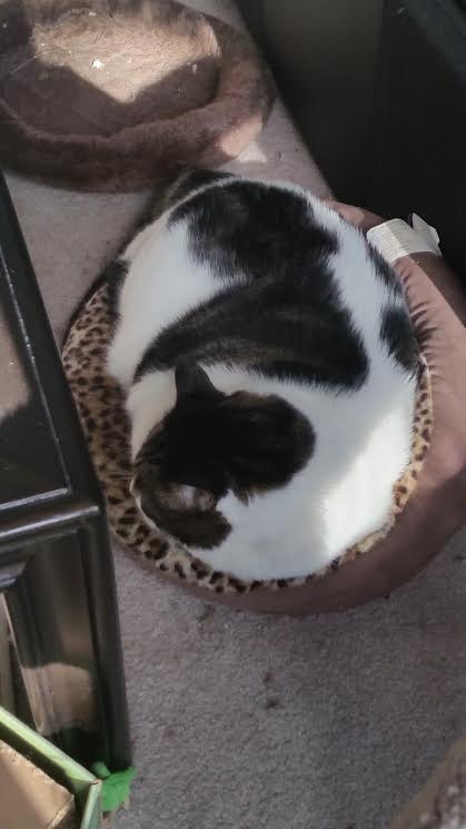 Zack squeezing into his old bed
