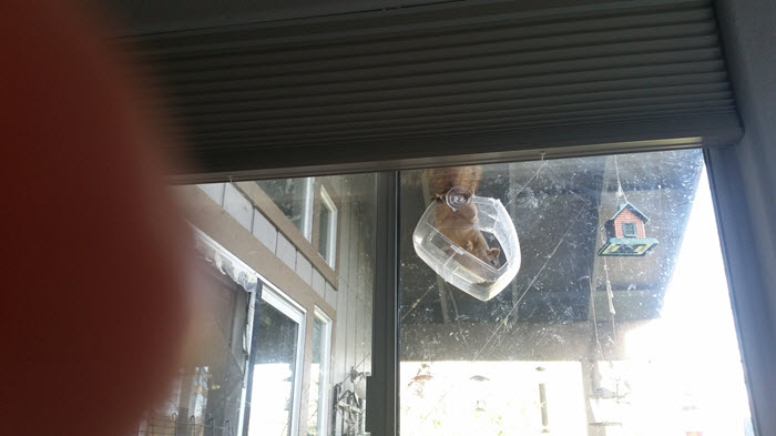 Squirrel litgterally climbs in bird feeder