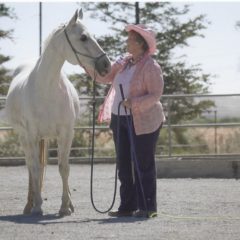 Need Funding for  Senior Horse Moved During Santa Rosa Fires