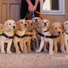 PADS  and mister Blake Foundation, Making A Difference for Puppies Worldwide