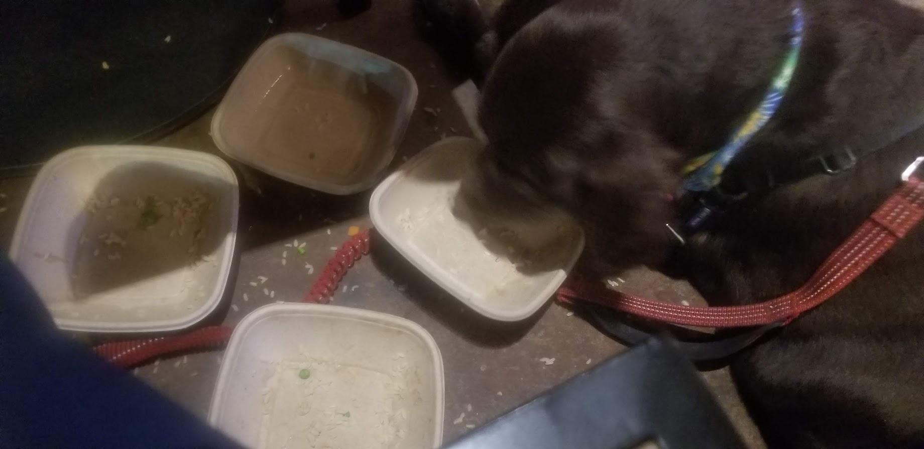 Hershey Making the Full Plate of Food Disappear