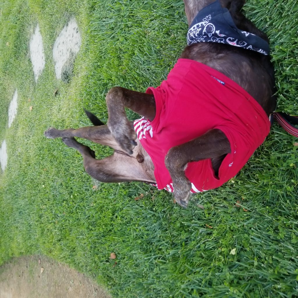 Happy Hershey at Turtle Creek Park rolling in grass