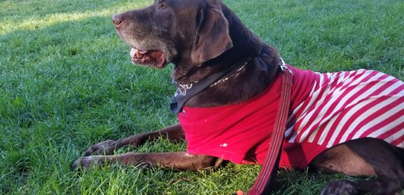 Hershey Dog Suffers Reversal after Thriving Four Months After Being Given Only Day(s) to Live